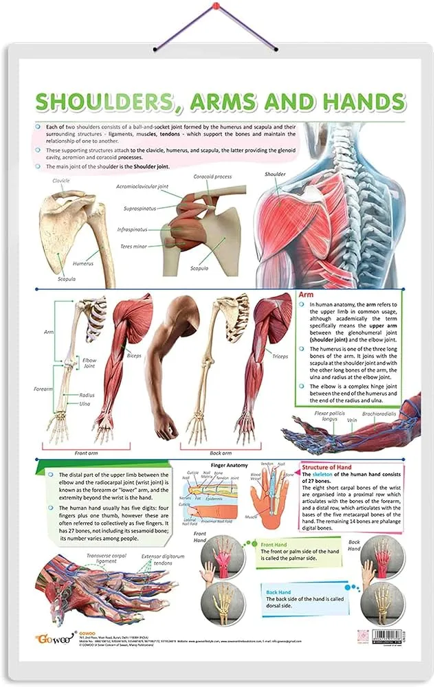 Charts – The Arms, Shoulders and Hands