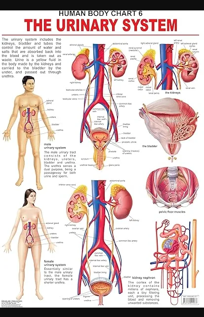 Charts – The Urinary System